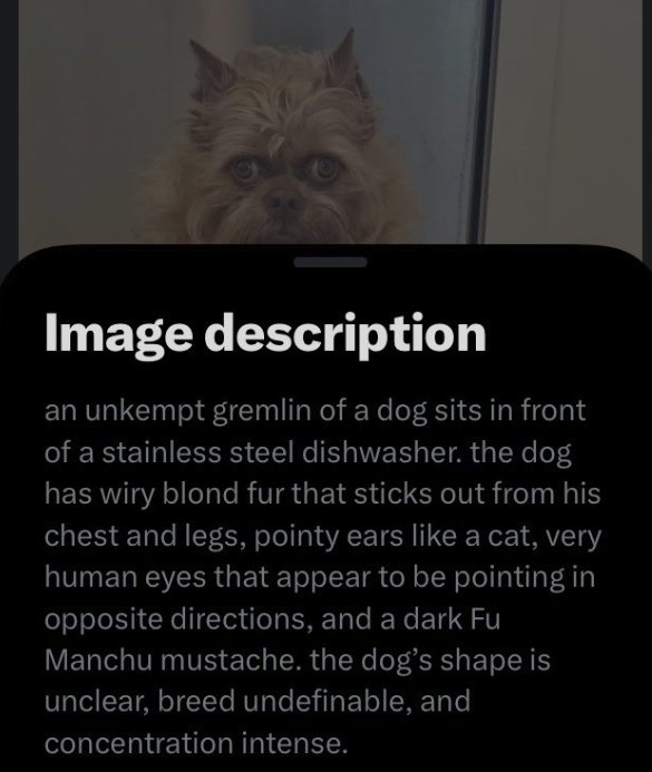 image description of gremlin dog